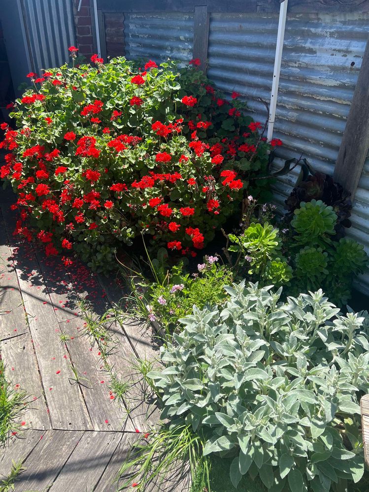 This geranium has now officially overtaken my garden path. I really need new hedge clippers!