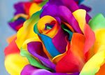 Roses_Closeup_512225_1280x913.jpg