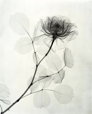 “A-Rose”-1936-vintage-gelatin-silver-print-11-14-x-9-18-inches.jpg