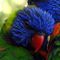 SadLorikeet