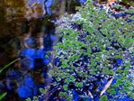 Fragile Ferns