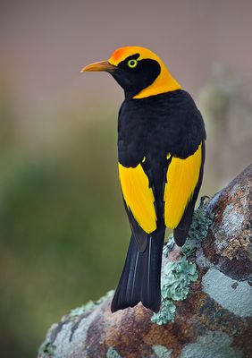 regent bowerbird.jpg