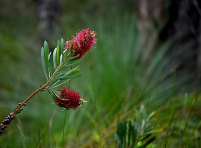 I love to get out among nature with my camera. This is a pic i took in a local national park almost 2  years ago. I dont get out anywhere as often as I would like. I said I would post some pics when I first found this forum so appologies if I end up spamming  with my photos