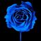 BlueRose