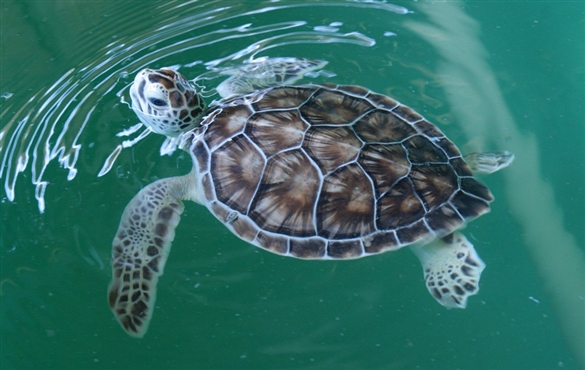 floating turtle calm water.jpg